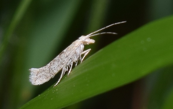 Ypsolophidae? da ID